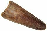 Fossil Spinosaurus Tooth - Real Dinosaur Tooth #311765-1